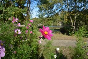 magnificent Pink flower and red