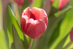 red Tulip Flower close-up on blurred background