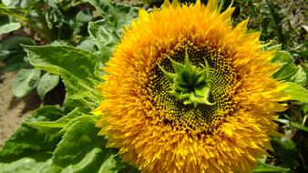 attractive Sunflower Yellow