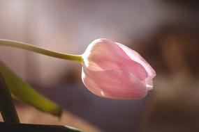 enchanting Tulip Flower Blossom