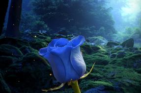 magical image of a blue rose on a forest background