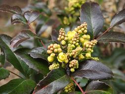green barberry buds
