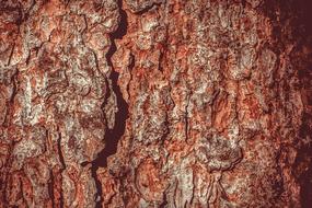 incredible Tree Bark Log