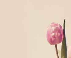 amazing Tulip Pink Blossom