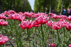 tulip Flowers in city, ukraine, Kropyvnytskyi