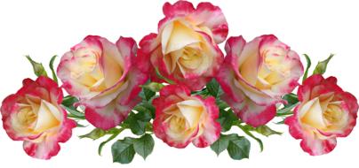 isolated composition of roses