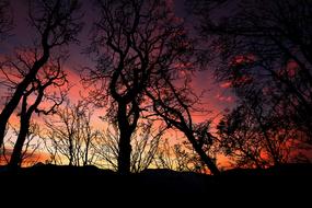 incredible Sunset Forest