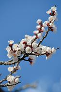 White Spring Cherry Blossoms at blue sky