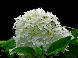 Hydrangea, White Flowers at dark background
