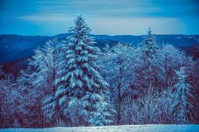 wonderful Wintry Frozen Landscape