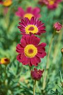 red wonderful Flower Garden