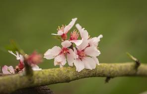 close up photo of Almond Blossoms on branch