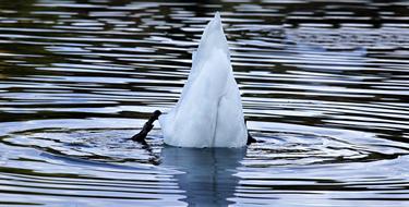 white Swan Bird in pond