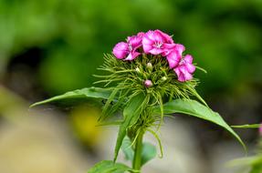 pink Sweet William Flower Dianthus