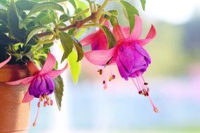 amazing Fuchsia Flowers