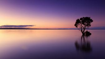 tree reflected in calm water in purple dusk
