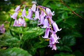 wonderful Bell Flower