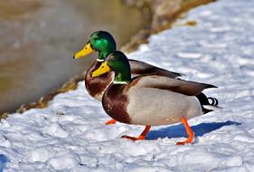 wonderful Mallard Duck Water Bird