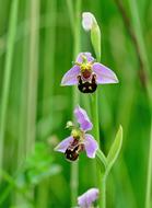 Bee-Orchid Wildflower