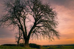 Bare Tree Winter