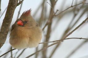 perched Cardinal Bird at winter