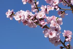 delicate almond blossoms in spring