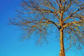 tree on the blue sky background