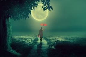 incredible Tree Moon Lane