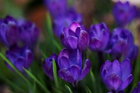 Crocus Spring Blue close-up on blurred background