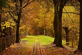 Railroad Track Transport in forest