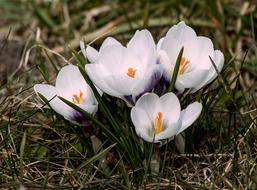 four white Crocuses in grass