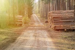 landscape of piles of logs at track in coniferous forest