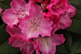 azalea, Pink flowers close up