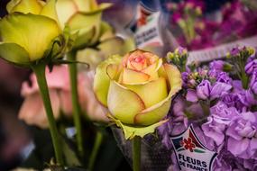 yellow roses in the stall