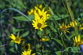 Beautiful, blooming, yellow and brown sunflowers in wilderness