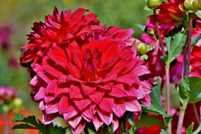 red Dahlias with Buds in garden