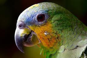 delightful Parrot Macaw Bird