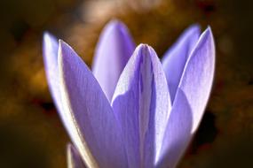 delightful Crocus Spring