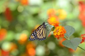 wild butterfly on the orange flower