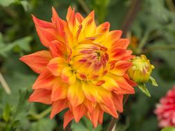 Dahlia Flower Petals in Garden