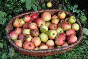 harvest of garden apples