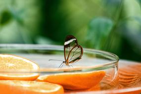 exotic butterfly on a sliced orange