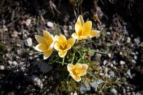 unusually beautiful Crocus Spring Flowers