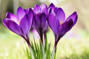 Crocus Purple Flower close-up on blurred background