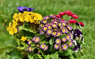 pot with flowers in the garden