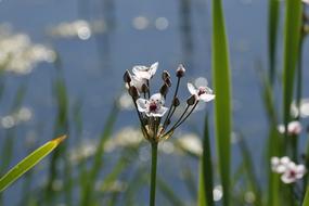 flower inflorescences on the shore of the reservoir