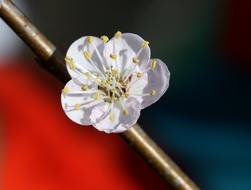 amazing Flowers White Tree