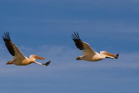 Wildlife Birds fly