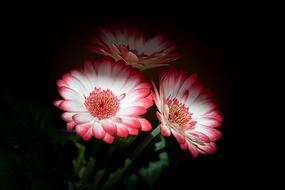 white-pink flowers in the dark