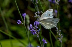 white butterfly on blue flowers close-up on a blurred background